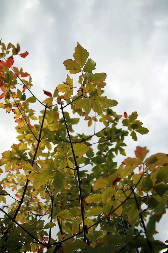 Paper Bark Maple "Acer griseum"