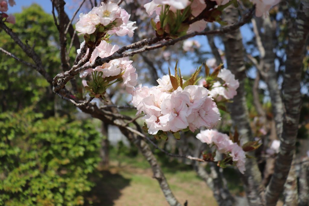Flowering Cherry "Prunus amanogawa"