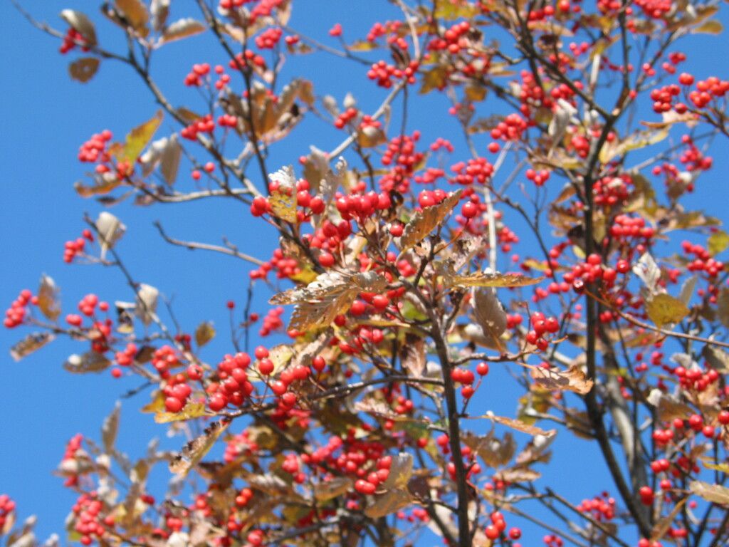 Whitebeam "Sorbus aria Lutescens"
