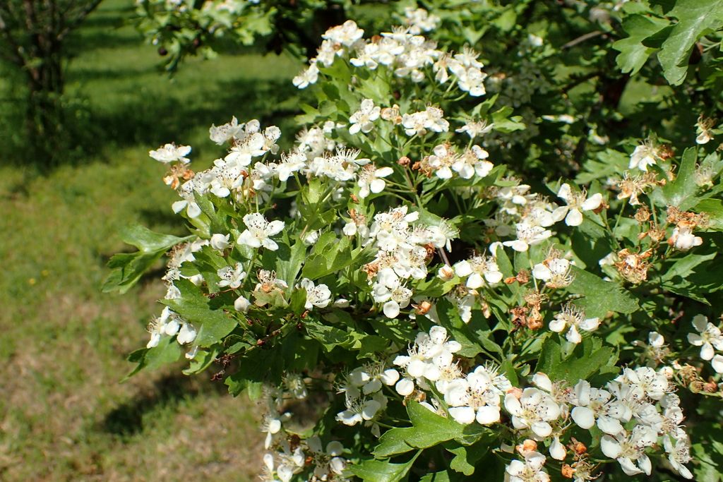 Midland Hawthorn "Crataegus laevigata Paul's Scarlet"