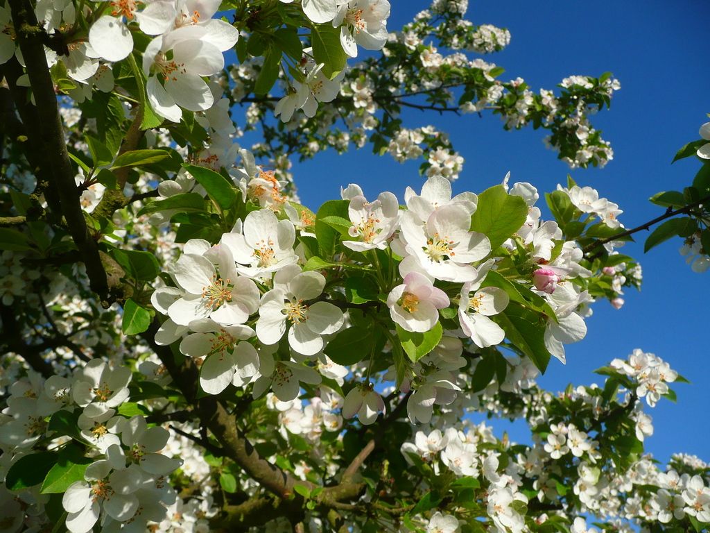 Japanese Crab Apple "Malus floribunda"