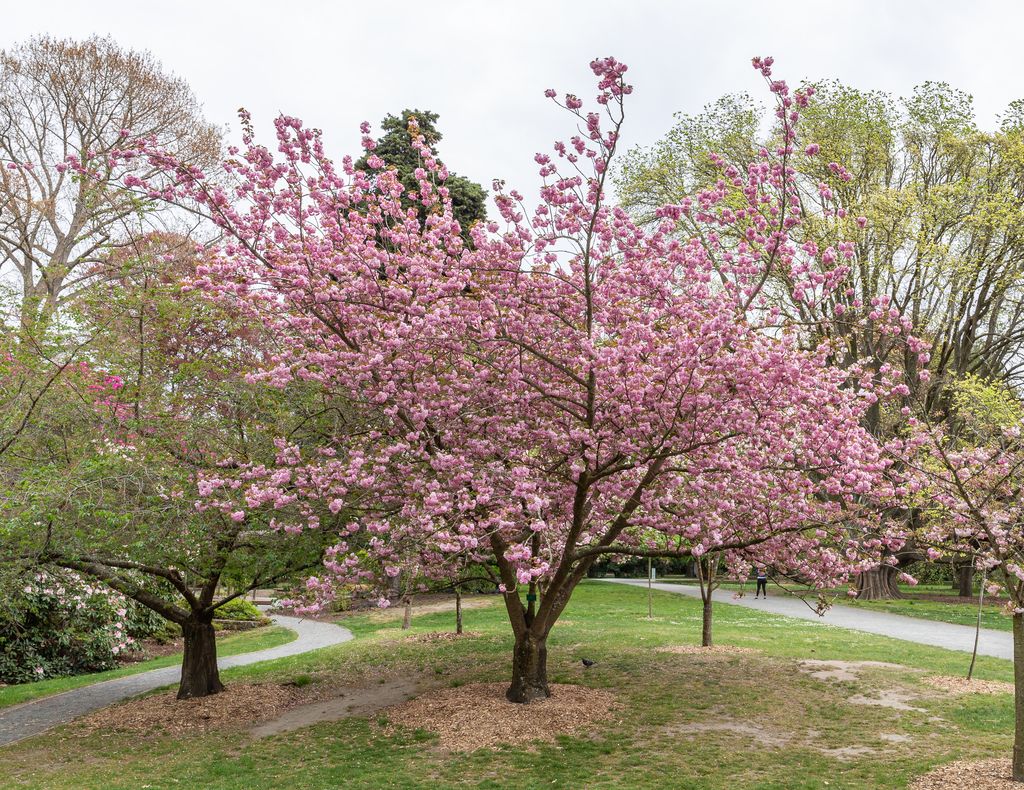 Japanese Flowering Cherry "Prunus kanzan"
