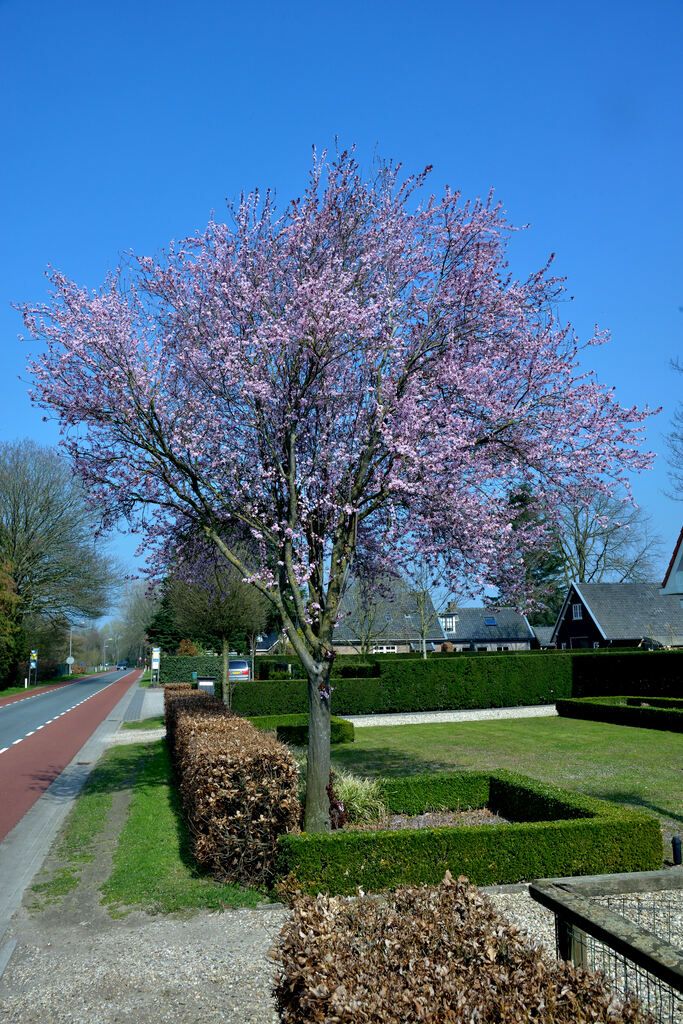 Black-leaved Plum "Prunus cerasifera Nigra"