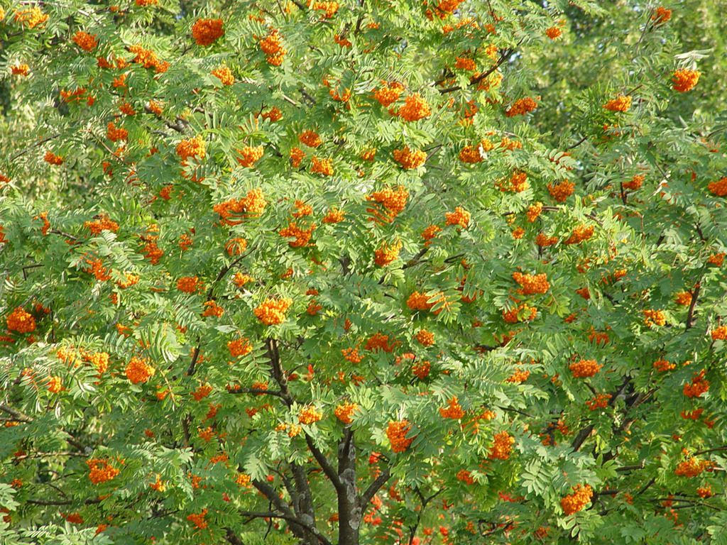 Mountain Ash "Sorbus Joseph Rock"